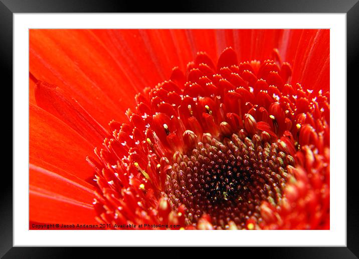 Red Flower Framed Mounted Print by Jacob Andersen