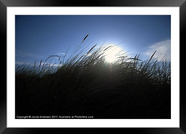 Grass Framed Mounted Print by Jacob Andersen