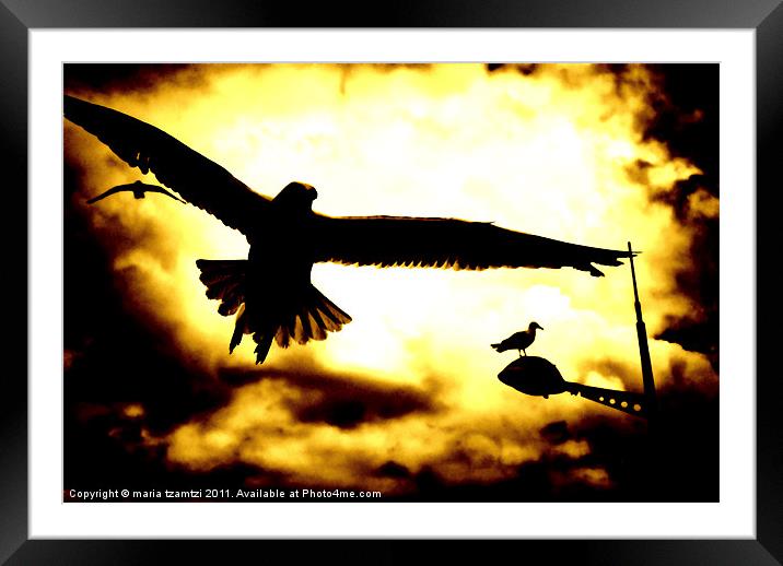 C-Gulls Framed Mounted Print by Maria Tzamtzi Photography