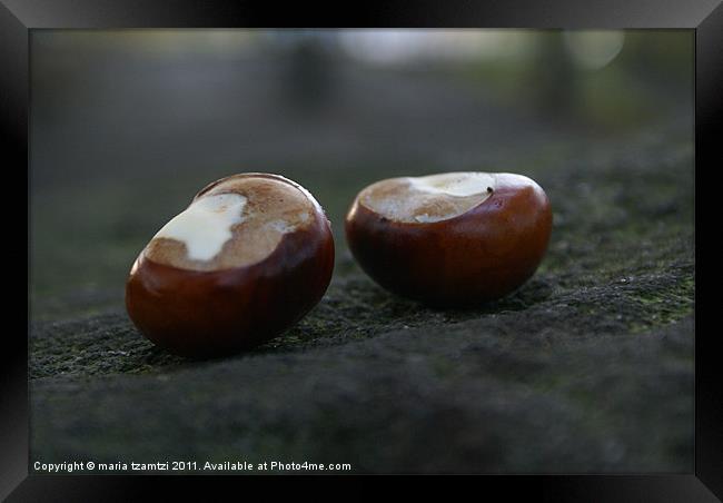 Two conkers sitting on a rock... Framed Print by Maria Tzamtzi Photography