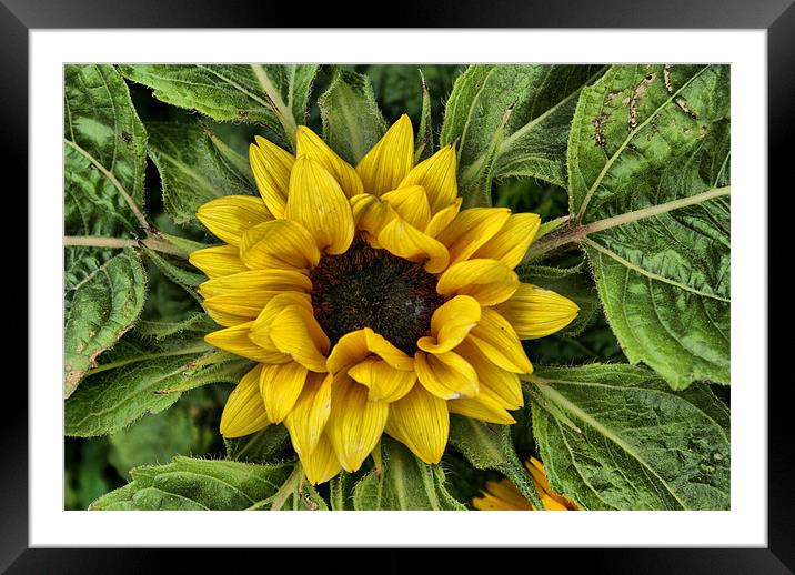 Staring at you... Framed Mounted Print by Maria Tzamtzi Photography