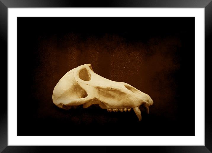 Baboon Skull 1 Framed Mounted Print by Maria Tzamtzi Photography