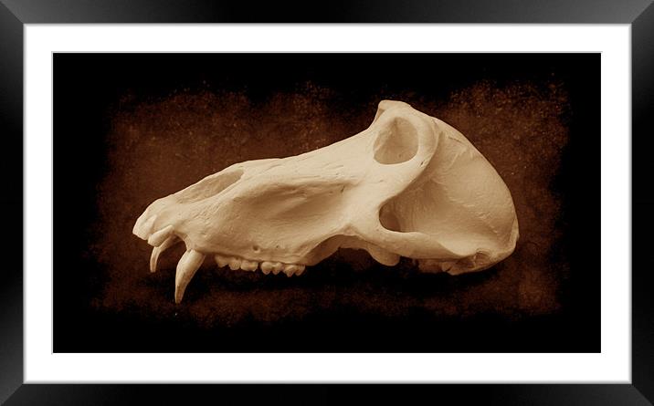 Baboon Skull 2 Framed Mounted Print by Maria Tzamtzi Photography