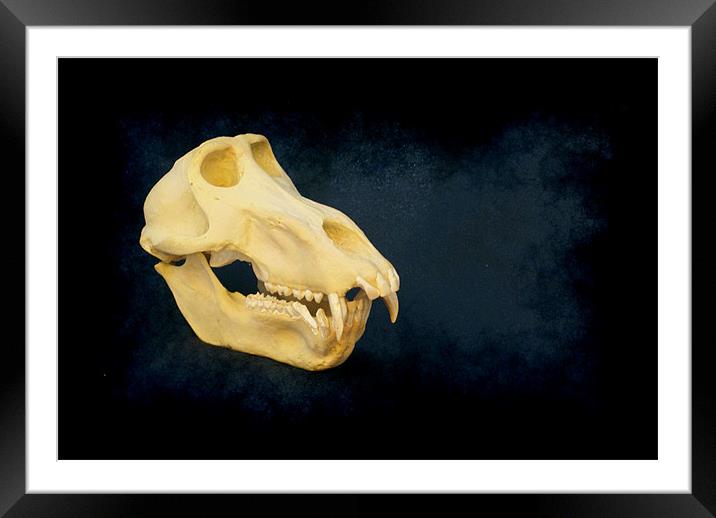 Baboon skull 4 Framed Mounted Print by Maria Tzamtzi Photography