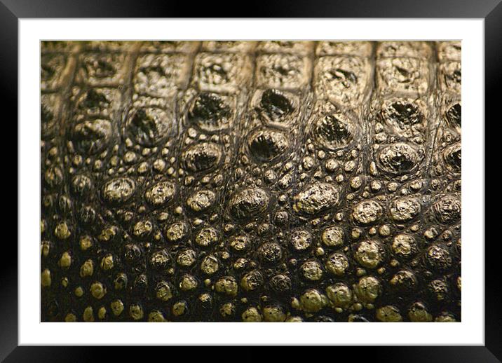 Crocodylus Moreletii Skin Framed Mounted Print by Maria Tzamtzi Photography