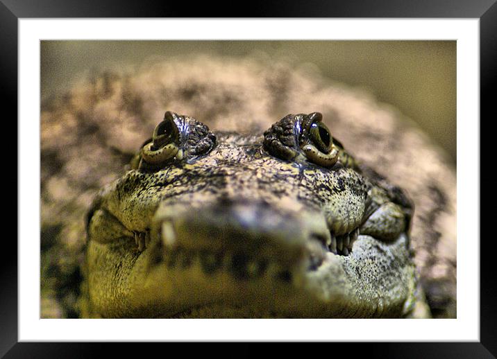 Crocodylus Moreletii Close up Framed Mounted Print by Maria Tzamtzi Photography