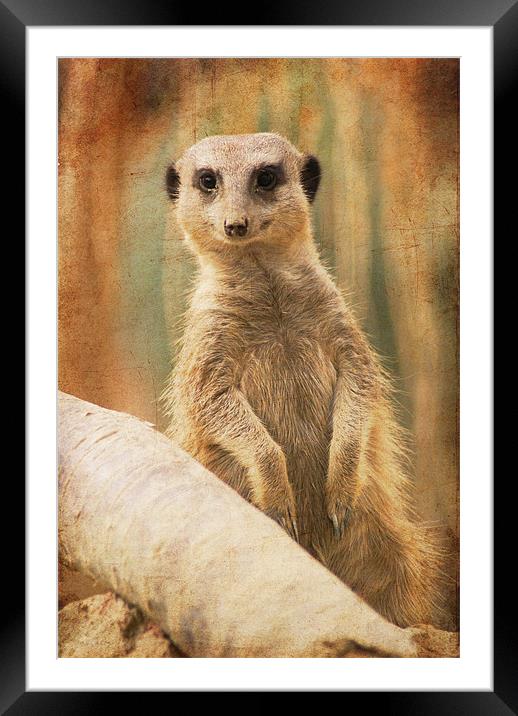 I've seen you before, haven't I? Framed Mounted Print by Maria Tzamtzi Photography