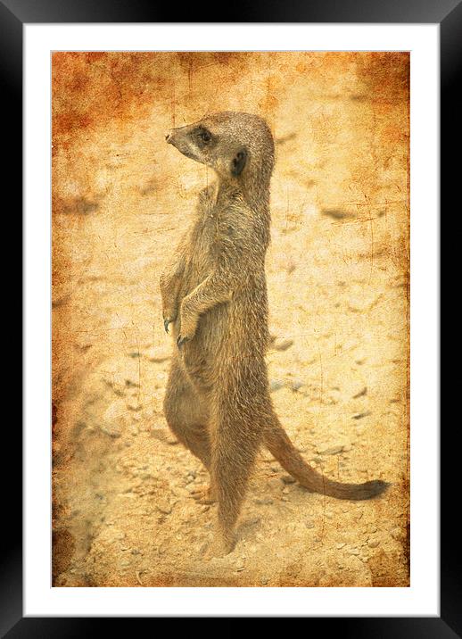 Meerkat guard Framed Mounted Print by Maria Tzamtzi Photography