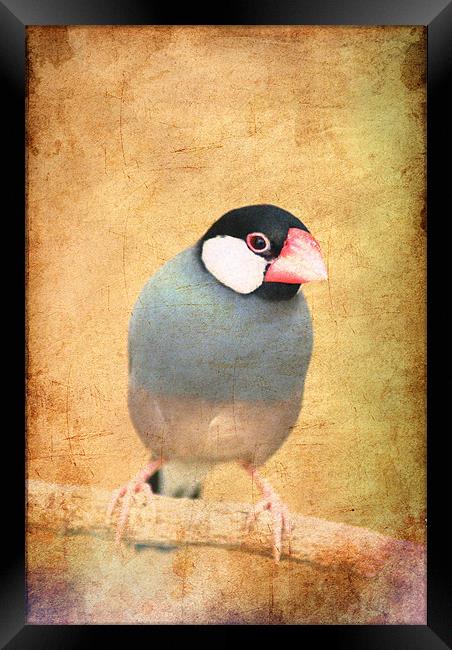 Java Sparrow Framed Print by Maria Tzamtzi Photography