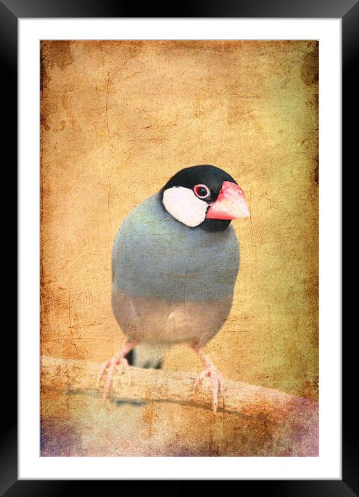 Java Sparrow Framed Mounted Print by Maria Tzamtzi Photography
