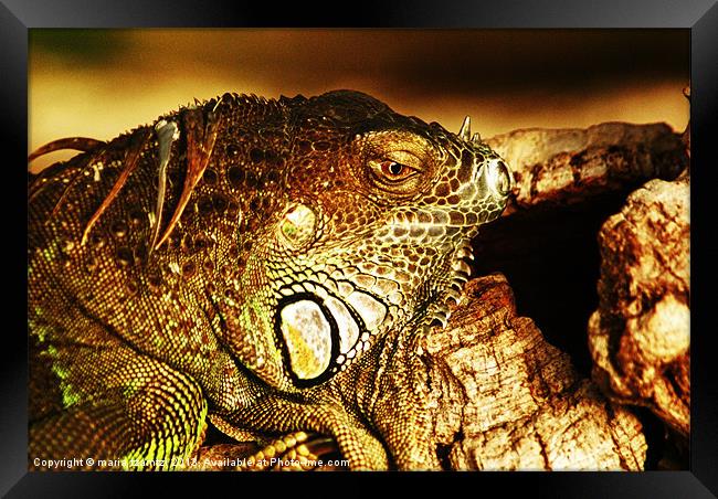 Green Iguana Framed Print by Maria Tzamtzi Photography