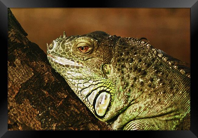 Green Iguana Framed Print by Maria Tzamtzi Photography