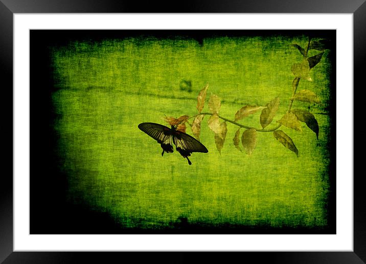 Green Framed Mounted Print by Maria Tzamtzi Photography