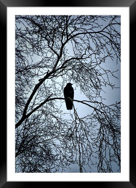 The Raven Framed Mounted Print by Maria Tzamtzi Photography
