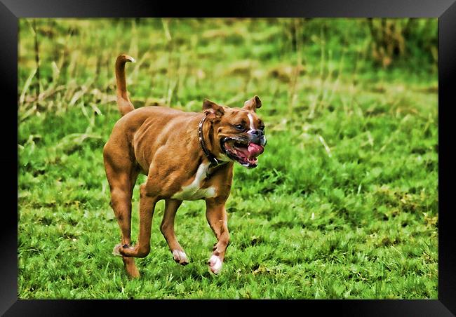 Happy Boxer Day Framed Print by Maria Tzamtzi Photography