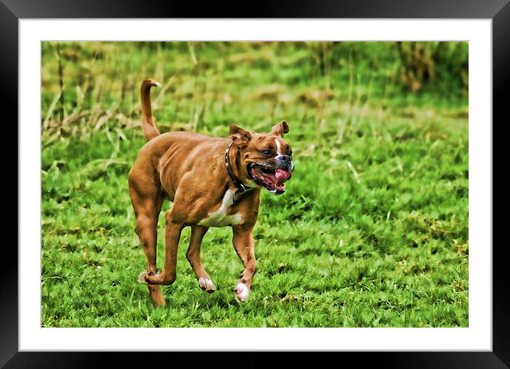 Happy Boxer Day Framed Mounted Print by Maria Tzamtzi Photography