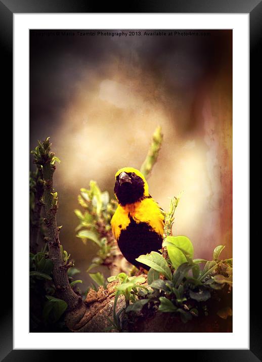 Village Weaver Framed Mounted Print by Maria Tzamtzi Photography