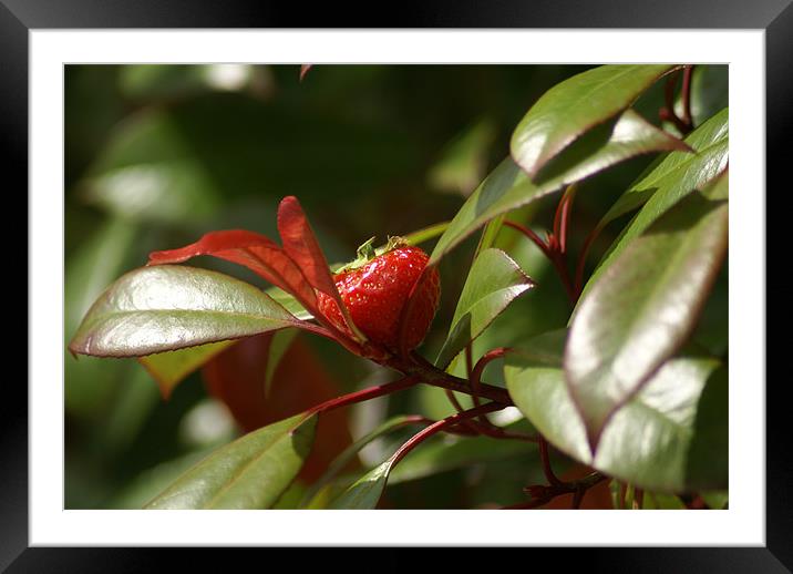 Strawberry Tree Framed Mounted Print by Maria Tzamtzi Photography