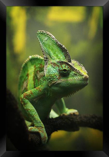 Veiled chameleon Framed Print by Maria Tzamtzi Photography