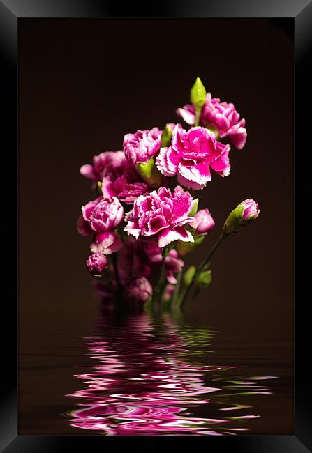Carnations Framed Print by Maria Tzamtzi Photography