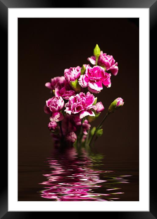 Carnations Framed Mounted Print by Maria Tzamtzi Photography