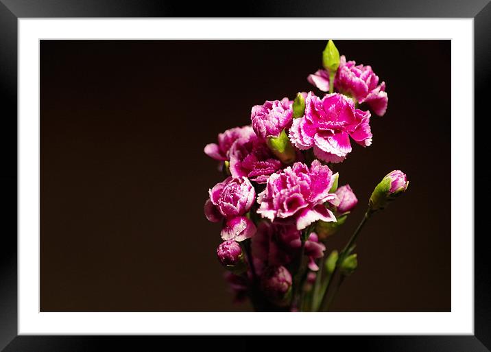 Carnations Framed Mounted Print by Maria Tzamtzi Photography
