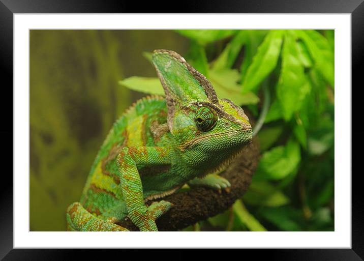Veiled chameleon Framed Mounted Print by Maria Tzamtzi Photography