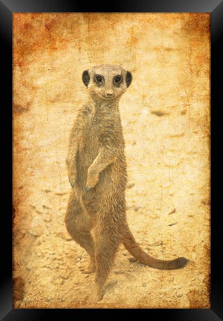 Meerkat guard Framed Print by Maria Tzamtzi Photography