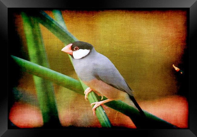 Java Sparrow Framed Print by Maria Tzamtzi Photography