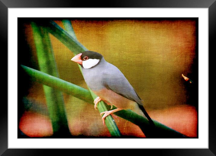 Java Sparrow Framed Mounted Print by Maria Tzamtzi Photography