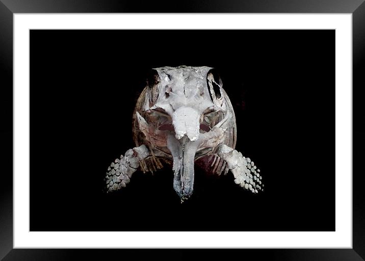 Ophthalmosaurus Framed Mounted Print by Maria Tzamtzi Photography