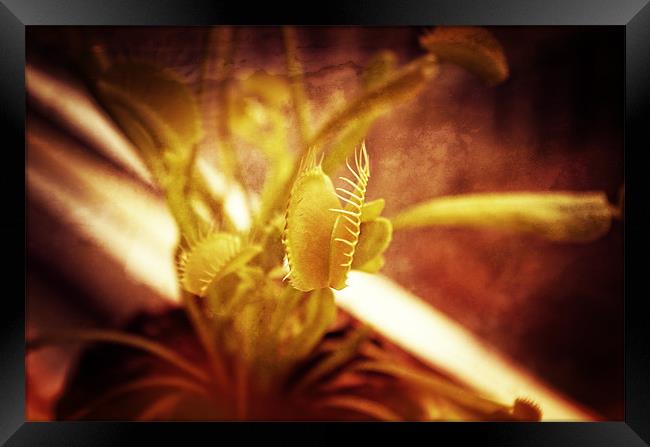 Venus flytrap Framed Print by Maria Tzamtzi Photography