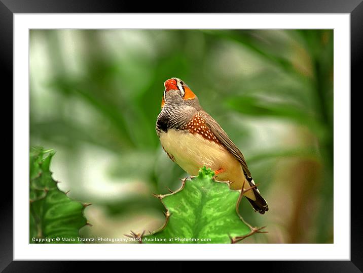 Zebra Finch Framed Mounted Print by Maria Tzamtzi Photography