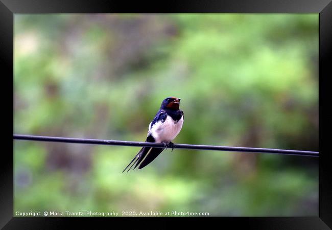 Barn Swallow Bird, Thessaloniki, Greece Framed Print by Maria Tzamtzi Photography