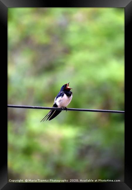 Barn Swallow Bird II, Thessaloniki, Greece Framed Print by Maria Tzamtzi Photography