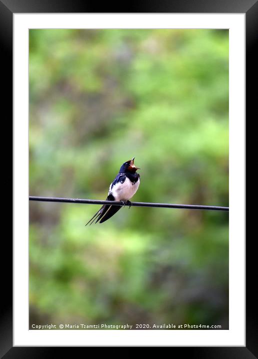 Barn Swallow Bird II, Thessaloniki, Greece Framed Mounted Print by Maria Tzamtzi Photography