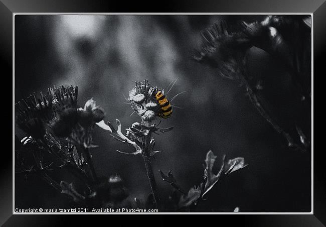Cinnabar Moth Framed Print by Maria Tzamtzi Photography