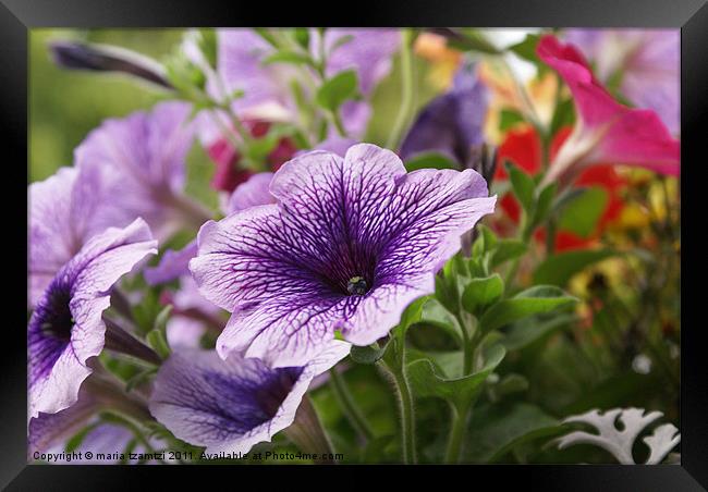 Petunia X hybrida Framed Print by Maria Tzamtzi Photography