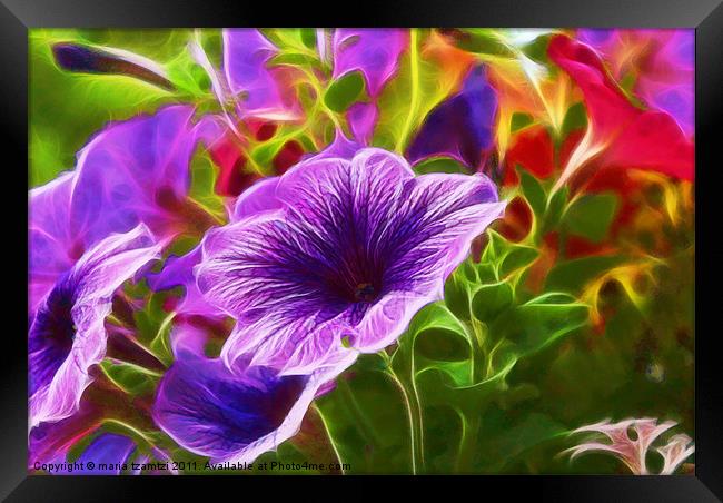 Petunia v.2 Framed Print by Maria Tzamtzi Photography