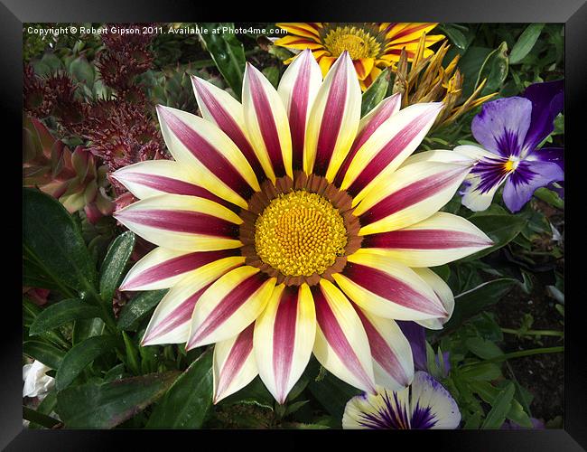 Gazania Flower Framed Print by Robert Gipson