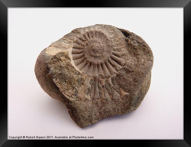 Ammonite fossil Framed Print by Robert Gipson