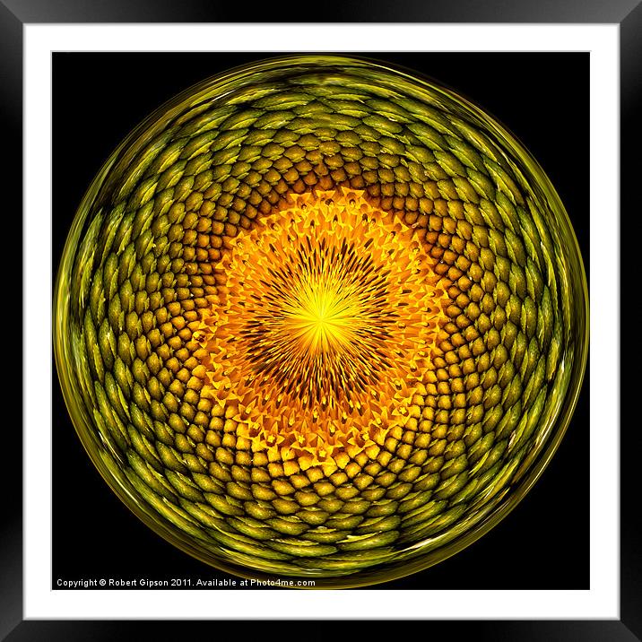Sunflower sunburst Framed Mounted Print by Robert Gipson