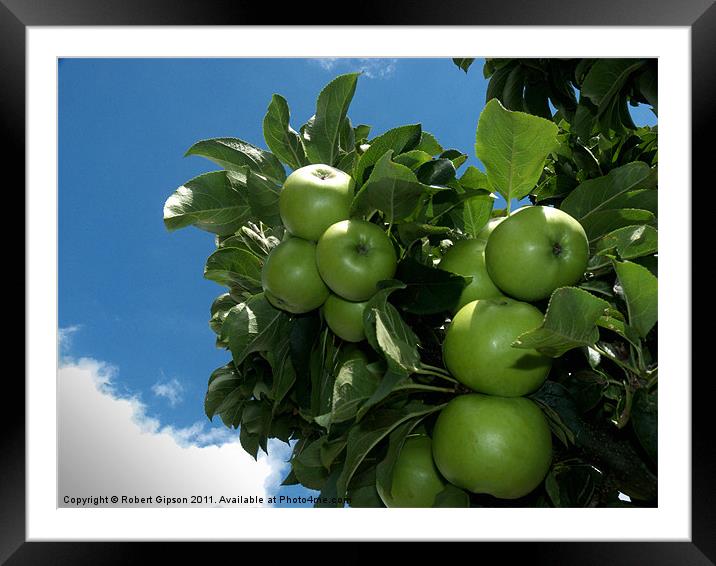 Apple Tree Framed Mounted Print by Robert Gipson