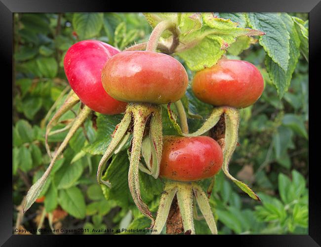 Dog Rose seed hips Framed Print by Robert Gipson