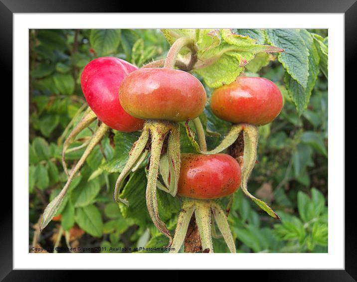 Dog Rose seed hips Framed Mounted Print by Robert Gipson