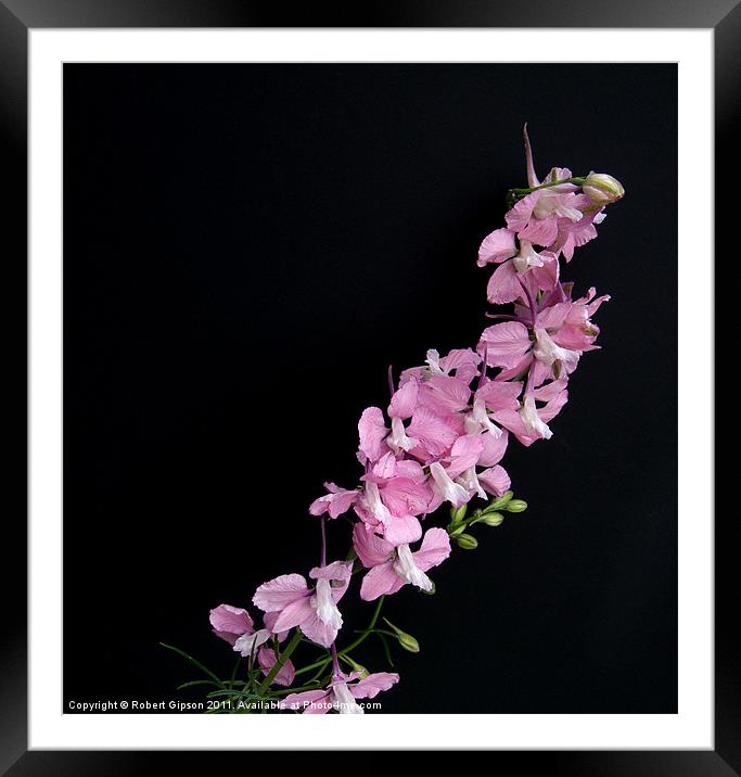 Larkspur, Annual Delphinium Framed Mounted Print by Robert Gipson