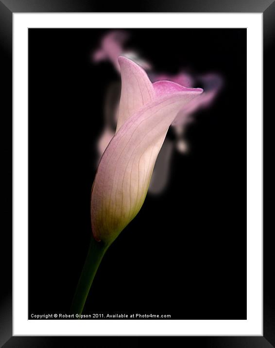 Calla lily Scent For You Framed Mounted Print by Robert Gipson