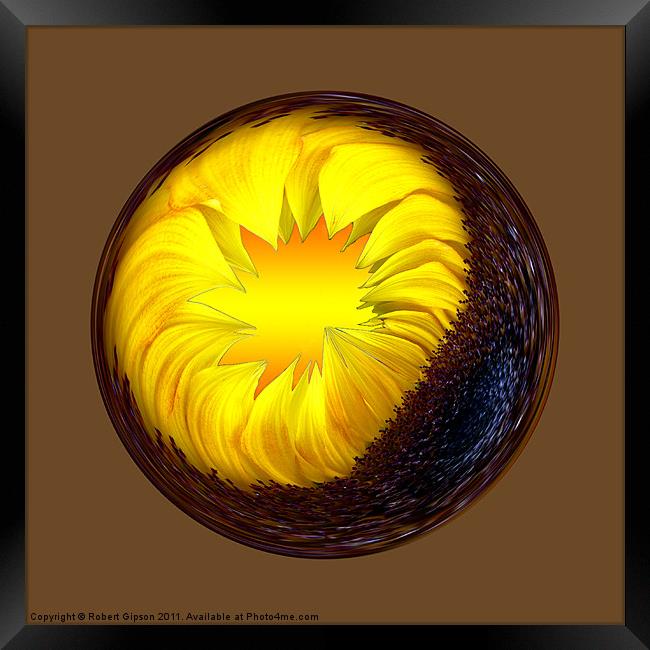Spherical Paperweight sunflower Framed Print by Robert Gipson