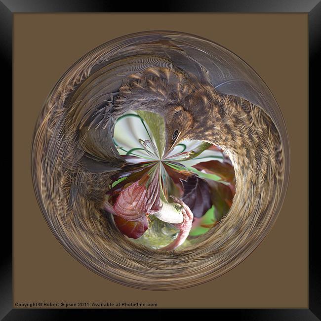 Spherical bird paperweight Framed Print by Robert Gipson