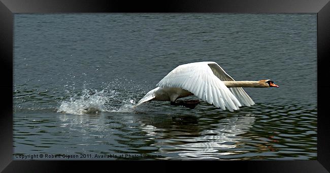 Swan takeoff over water Framed Print by Robert Gipson